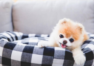 贵宾犬和泰迪哪个好（好养些）