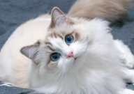 布偶猫一年四季都掉毛吗（为什么）