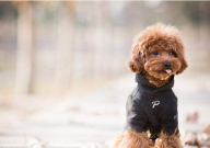 泰迪犬幼犬狗粮排行榜(推荐)