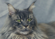 缅因猫是最大的猫吗（巨型）