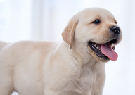 拉布拉多犬鼻子变红怎么回事(怎么办)