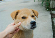 中华田园犬是烈性犬吗(为什么)