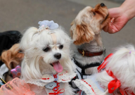 马尔济斯的性格(好吗)