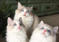 银渐层和布偶猫哪个好养(区别)