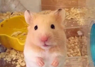 怎么让仓鼠避孕（最安全）