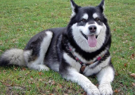 哈士奇真的很傻吗（为什么）