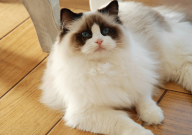 养缅因猫很烧钱吗（为什么）