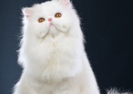 如何选择波斯猫(怎么选)