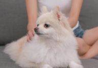 博美犬特征特性(是什么)