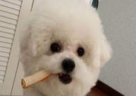 比熊有什么优点和缺点(有哪些)