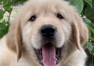 金毛可以吃杨桃吗(有毒吗)