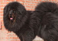 虎头藏獒和狮头藏獒哪个好（区别）