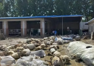 被洪水淹死的几百只羊有了归宿（无害化处理）