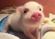 属虎养什么宠物(吉利)