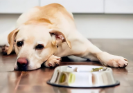 狗粮为什么那么硬(做的那么硬)