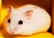 怎么让仓鼠跑步(运动起来)