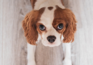 宠物子宫蓄脓怎么引起的(原因)