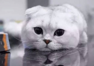 折耳猫发病吃什么药(能缓解)