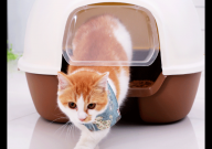 怎么教猫咪用猫砂上厕所（用猫砂盆小便大便）