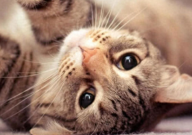 宠物猫丢了会自己回来吗（几率大吗）