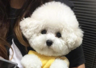 比熊拉血怎么回事(是什么原因)