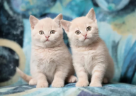 人类给猫做绝育残忍吗(还是关爱)