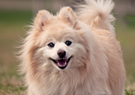 博美犬尿黄尿怎么回事(怎么办)