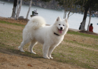 萨摩耶能吃馒头吗(怎么吃)