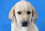 拉布拉多拆家该不该打（怎么办）