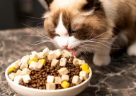 有泪痕的猫吃什么猫粮（比较好）