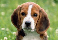 狗为什么要打狂犬疫苗(原因)