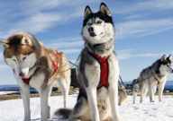 哈士奇细小是什么症状（怎么治）