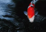 每立方水养多少锦鲤(合适)