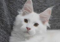 缅因猫可以活多少岁(寿命)