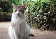 猫砂利润很高吗(赚钱吗)
