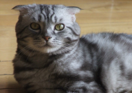 什么是假折耳猫(如何区分)