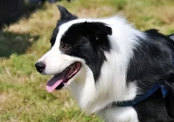 边境牧羊犬训练方法(技巧大全)