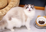 布偶猫泪痕怎么去除(是什么原因)
