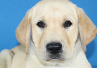 拉布拉多多大才不调皮（老实）