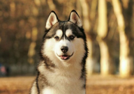 哈士奇可以吃玉米吗（有营养吗）