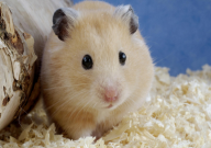 仓鼠能吃玉米粒吗(怎么喂)