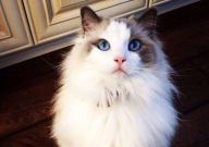 布偶猫有什么缺点和优点（哪些）