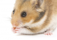 仓鼠的零食有哪些(品牌推荐)