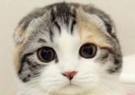 折耳猫发病后吃什么药(能缓解关节疼痛)