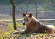 中华田园犬的优缺点（是什么）