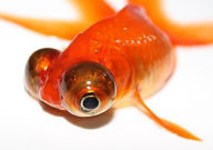 什么宠物能养一辈子(能活很久的)