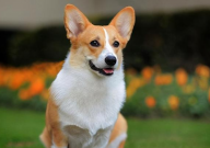 中型宠物犬有哪些品种(名称大全)