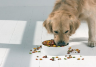 金毛多大可以吃骨头(磨牙)