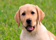 拉布拉多可以吃山楂吗（能不能吃）