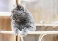 宠物猫吃什么肉比较好(好消化)